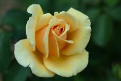薔薇-2