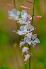 散歩の途中で。⑦