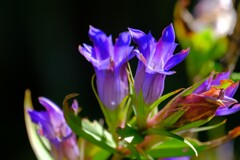 散歩の途中で。④