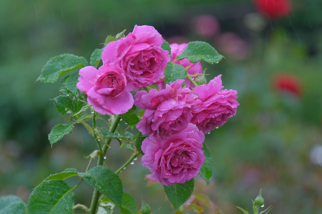 散歩の途中で。