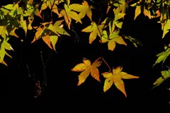 散歩の途中で、5