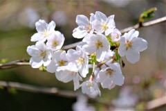 桜（２）