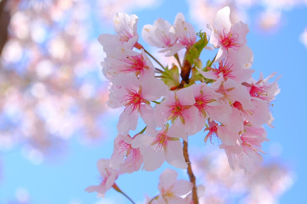 桜（２）