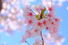 桜（２）