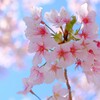 桜（２）