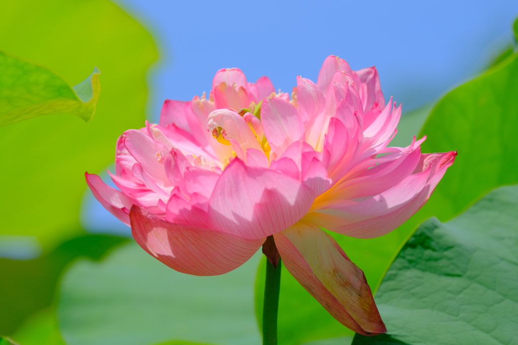 散歩の途中で。