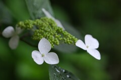 散歩の途中で。4