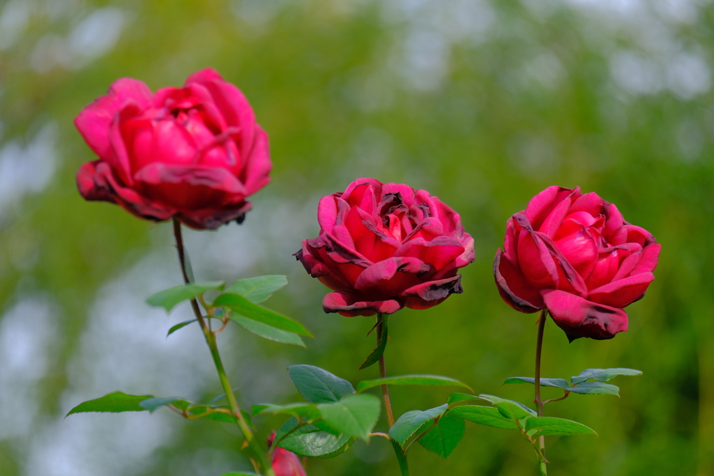 散歩の途中で、Ⅸ