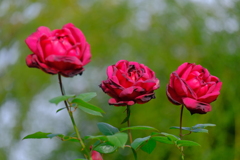 散歩の途中で、Ⅸ