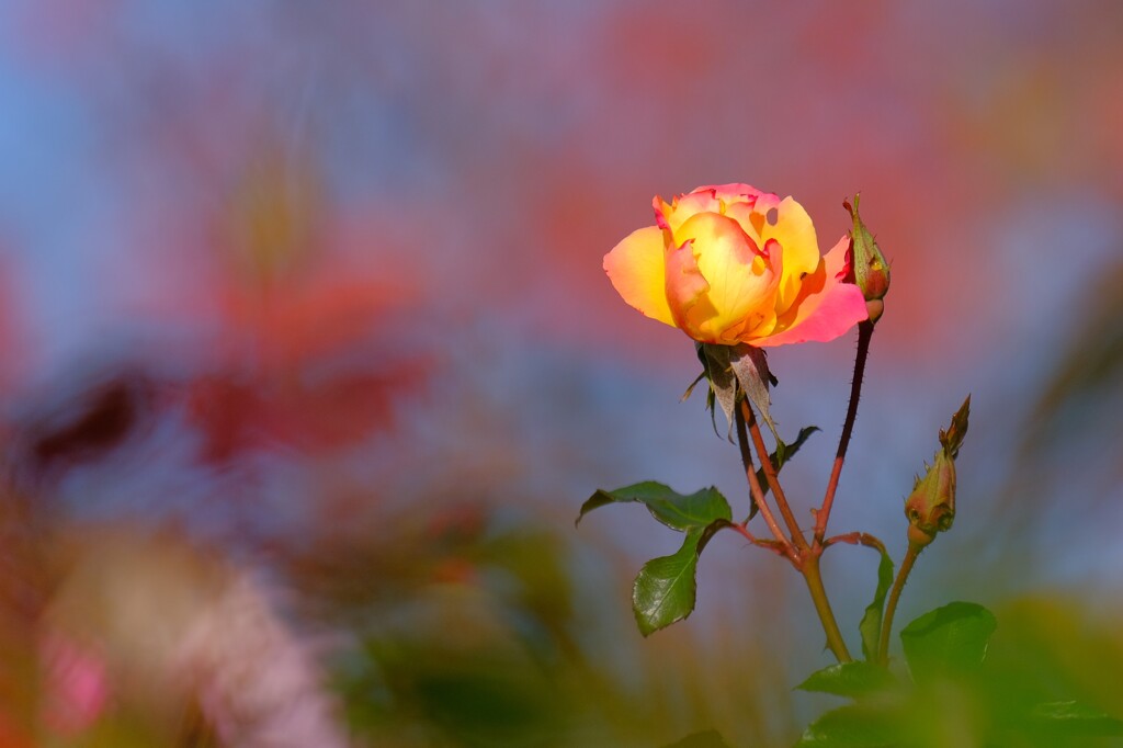 散歩の途中で。7