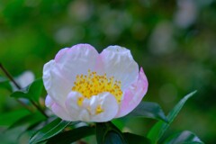 散歩の途中で。①