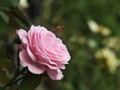 散歩の途中で。2