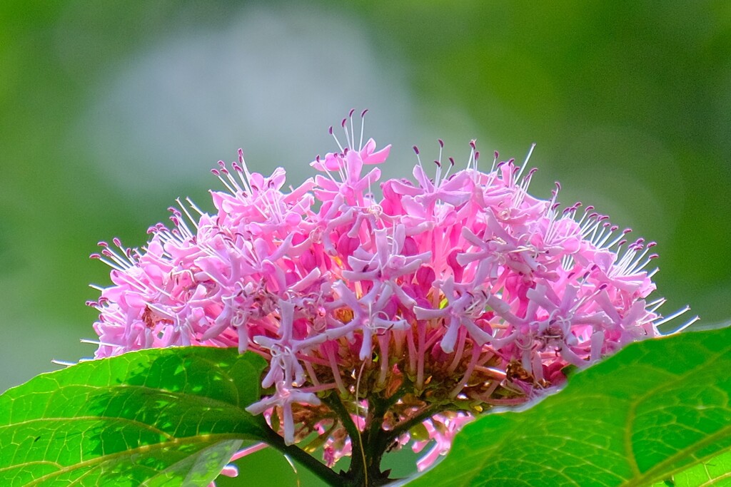 散歩の途中で。