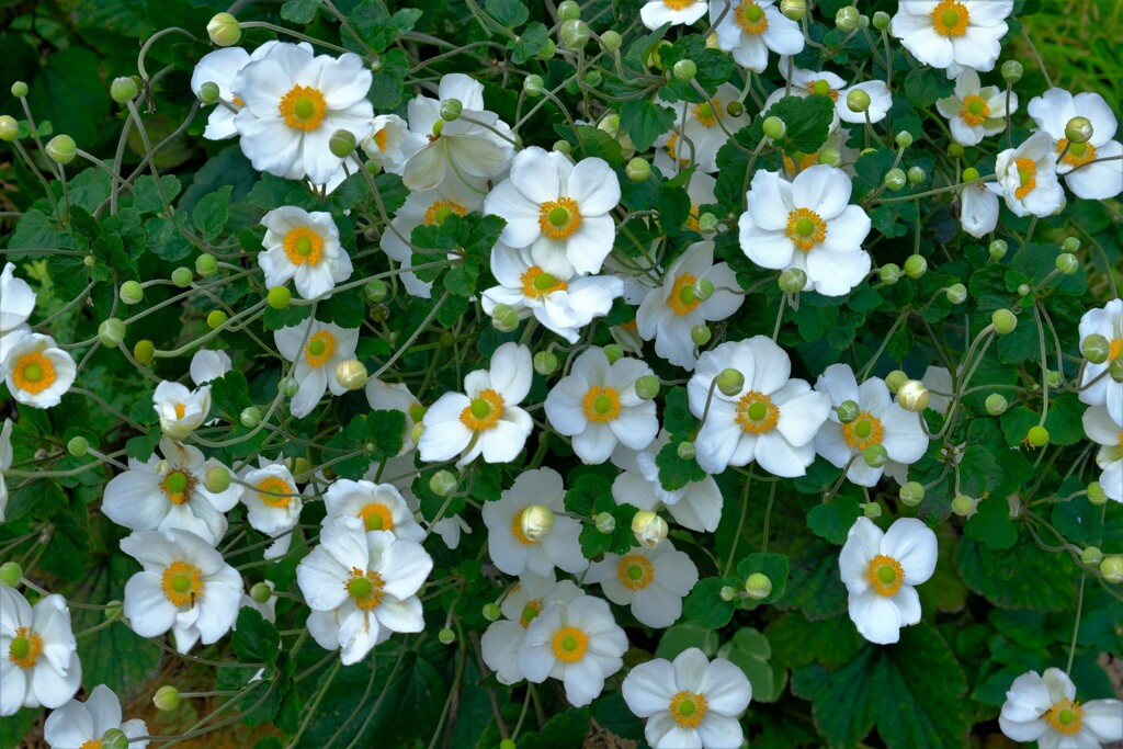 散歩の途中で。③