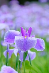 散歩の途中で。Ⅶ