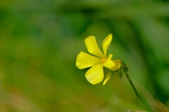 散歩の途中で。２