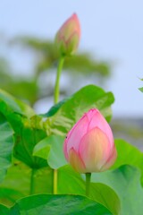 散歩の途中で。