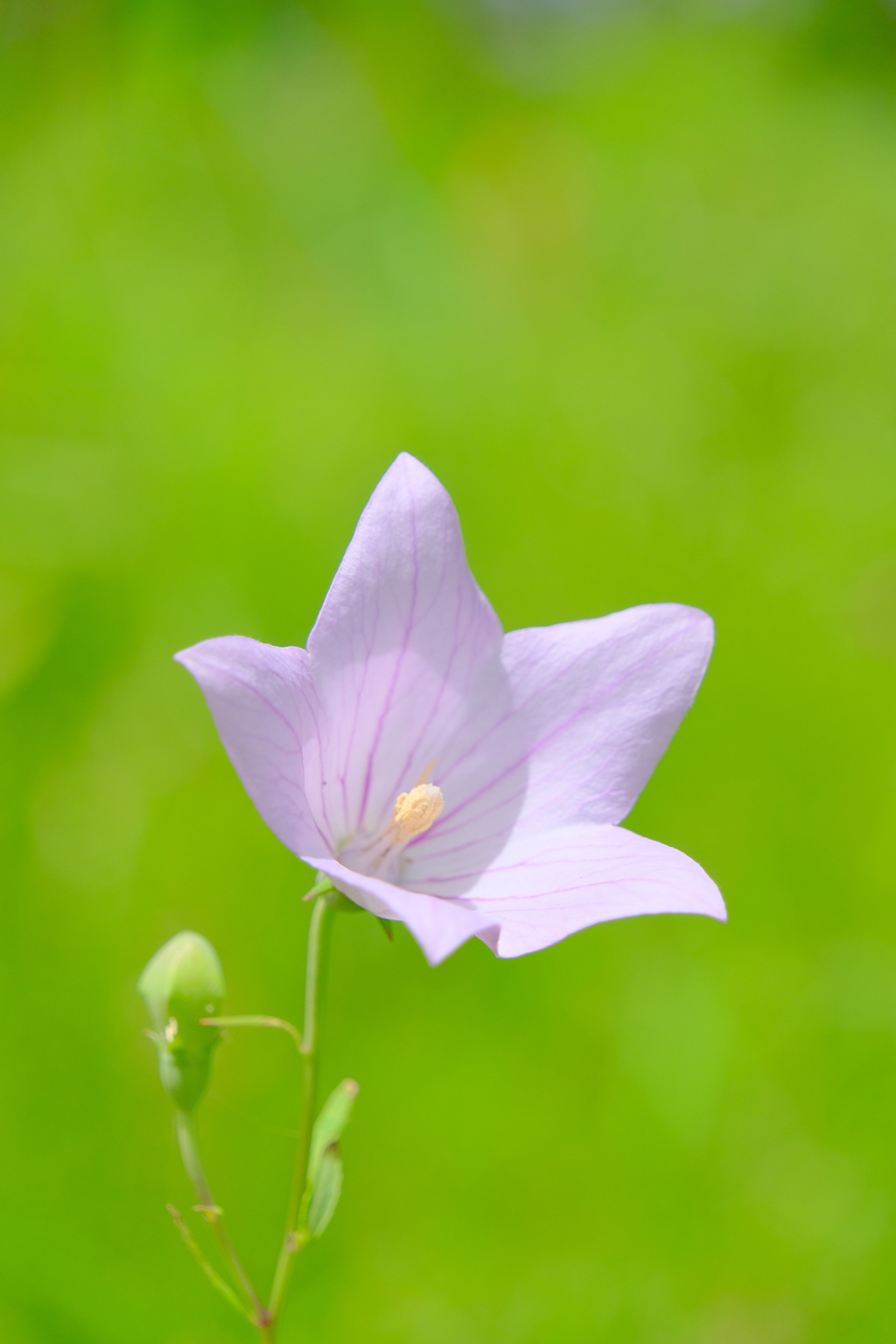 散歩の途中で。6