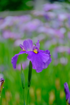 散歩の途中で。5