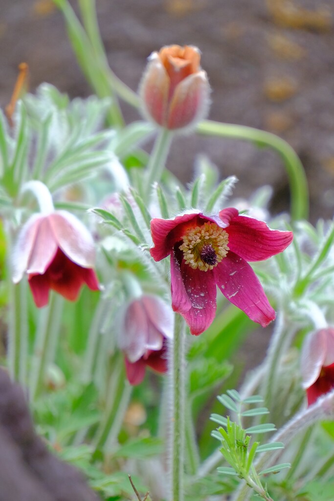 散歩の途中で。8