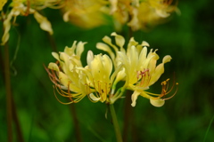 DSCF8293