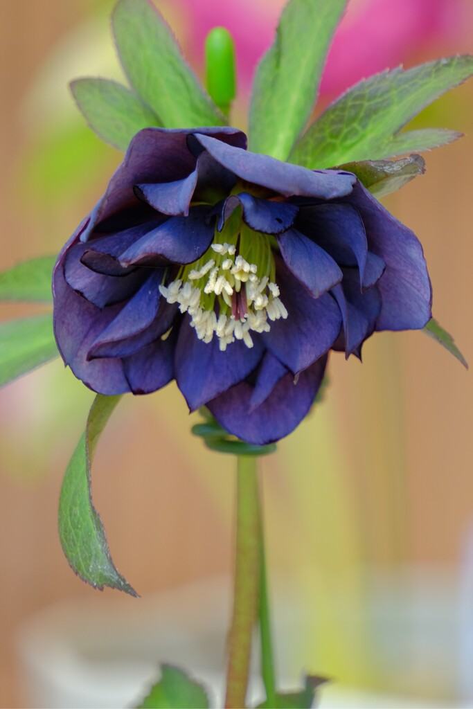 クリスマスローズ