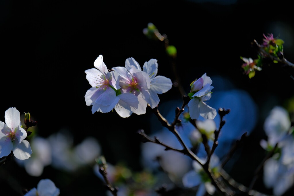 散歩の途中で。6