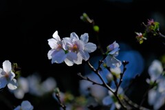 散歩の途中で。6