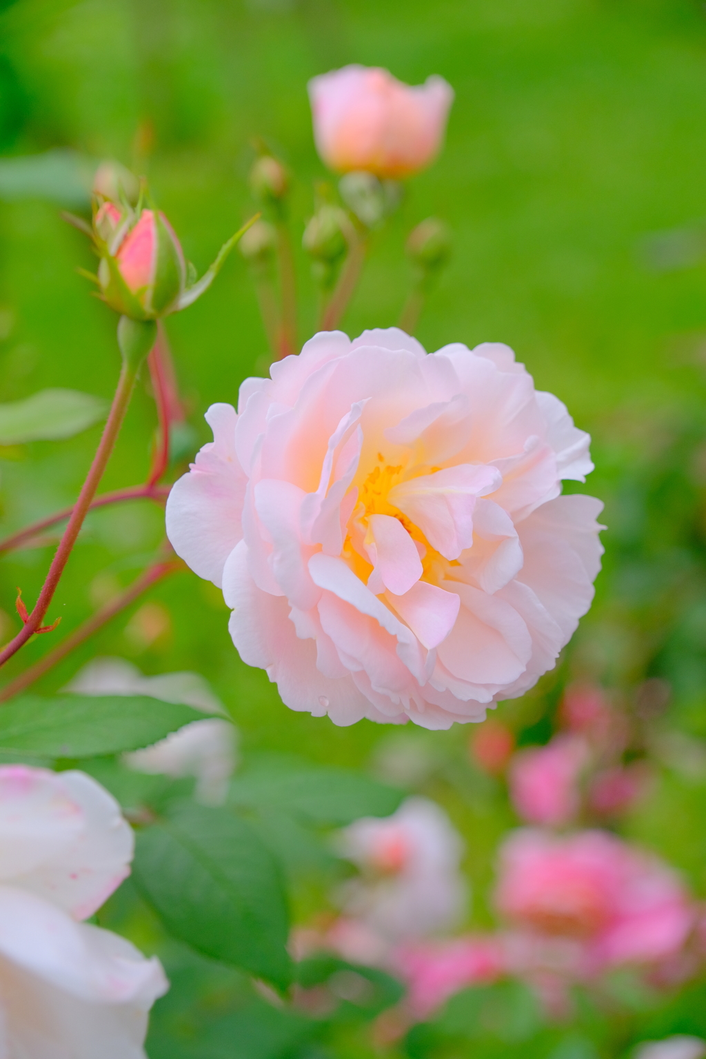 散歩の途中で。①