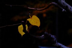 散歩の途中で　遠出　7