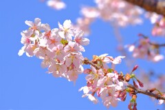 散歩の途中で。⑧