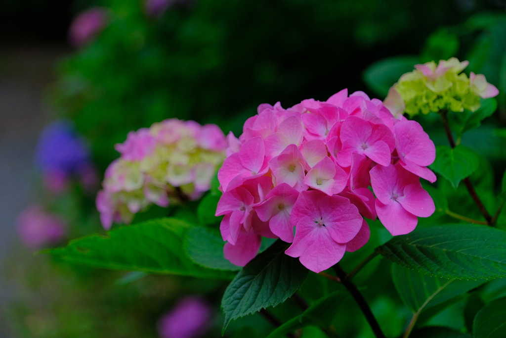 散歩の途中で。⑧