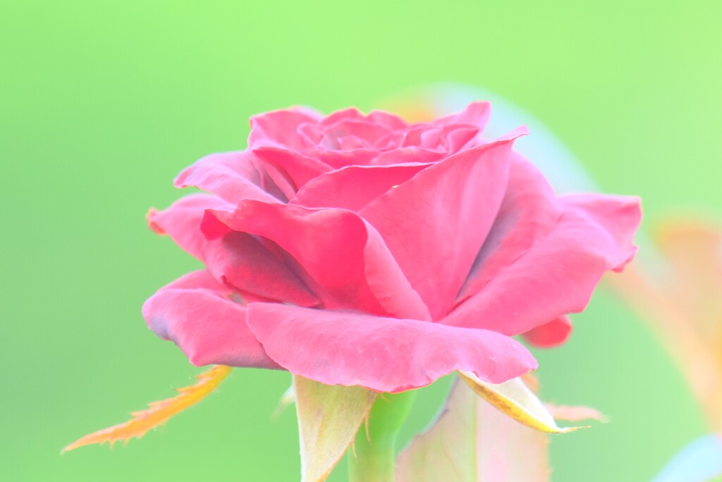 散歩の途中で。