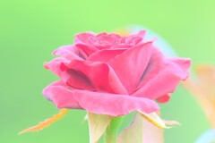 散歩の途中で。