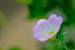 散歩の途中で。