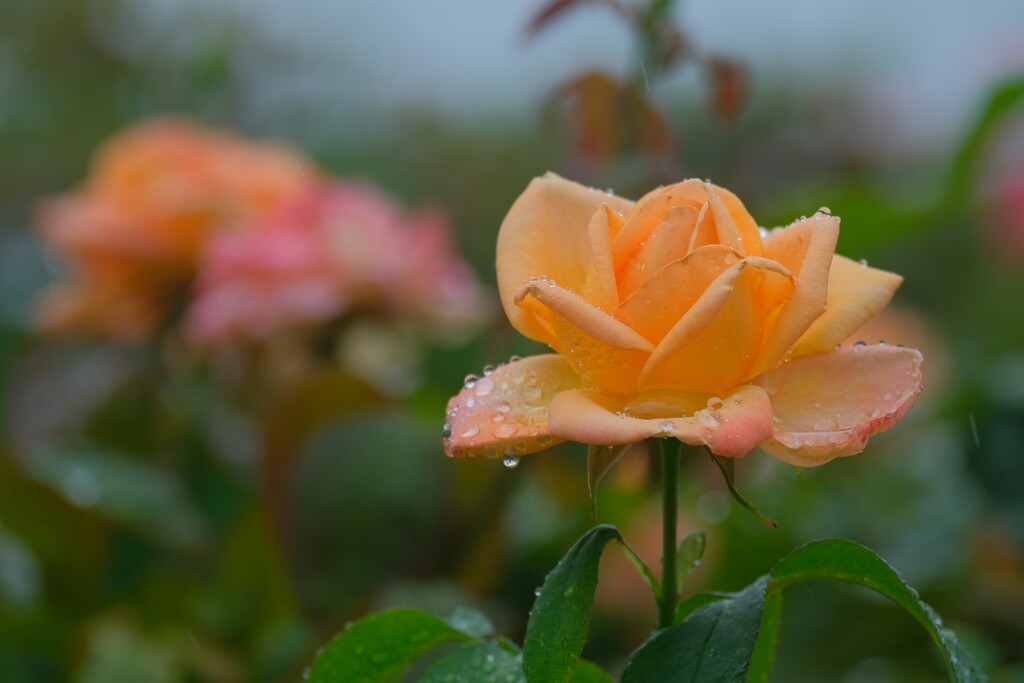 散歩の途中で。