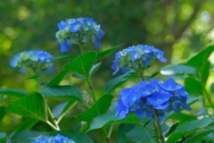 散歩の途中で。