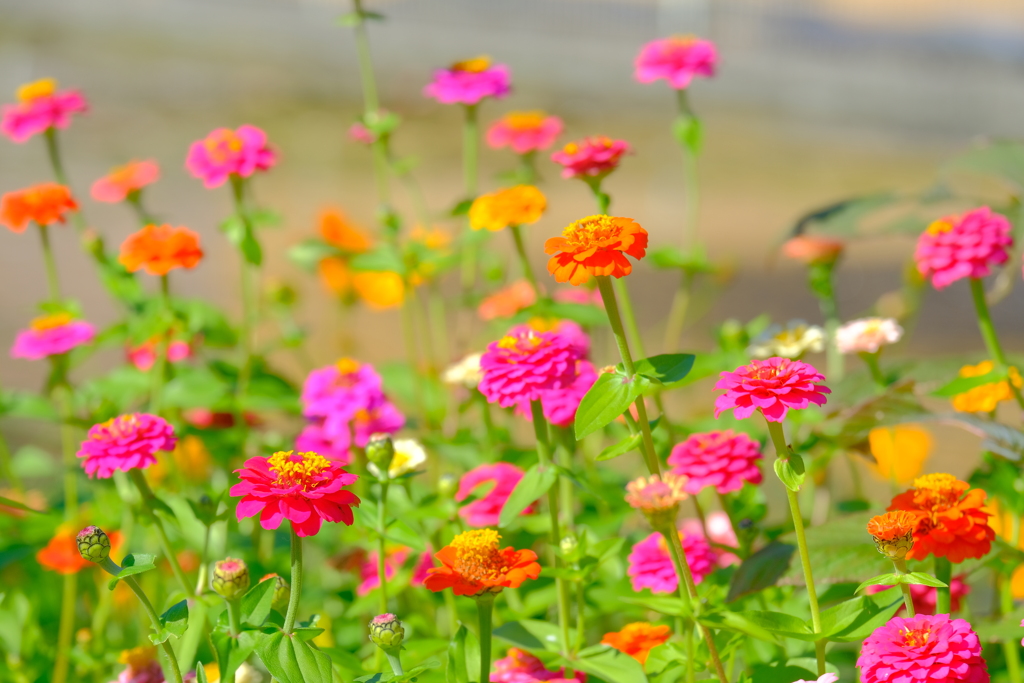 散歩の途中で。Ⅲ