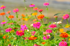 散歩の途中で。Ⅲ