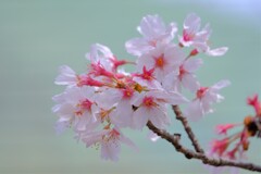 散歩の途中で。⑩