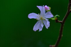 散歩の途中で。②