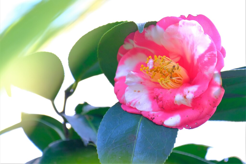 散歩の途中で、Ⅴ