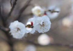 白梅-２