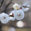 白梅-２