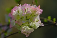 散歩の途中で。Ⅶ