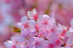 散歩の途中で。②