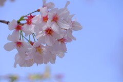 散歩の途中で。Ⅵ