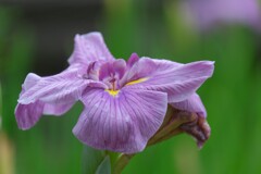 散歩の途中で。