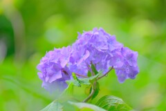 散歩の途中で。