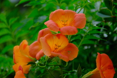 散歩の途中で。